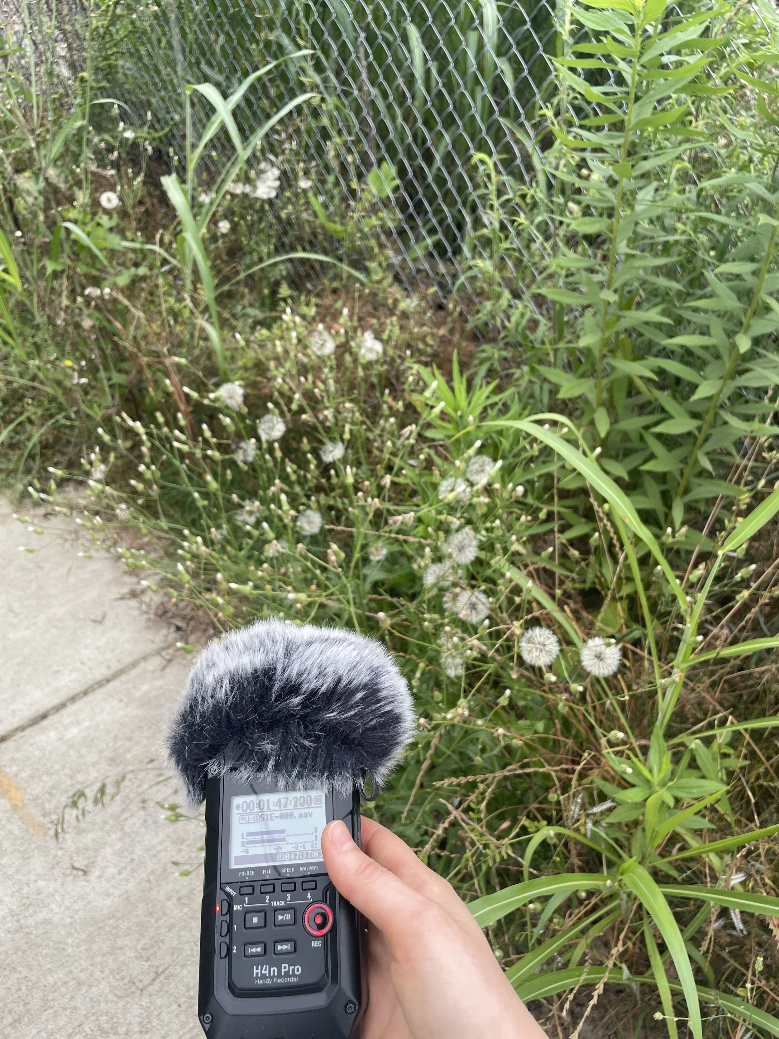in_process_field_recording4.JPG