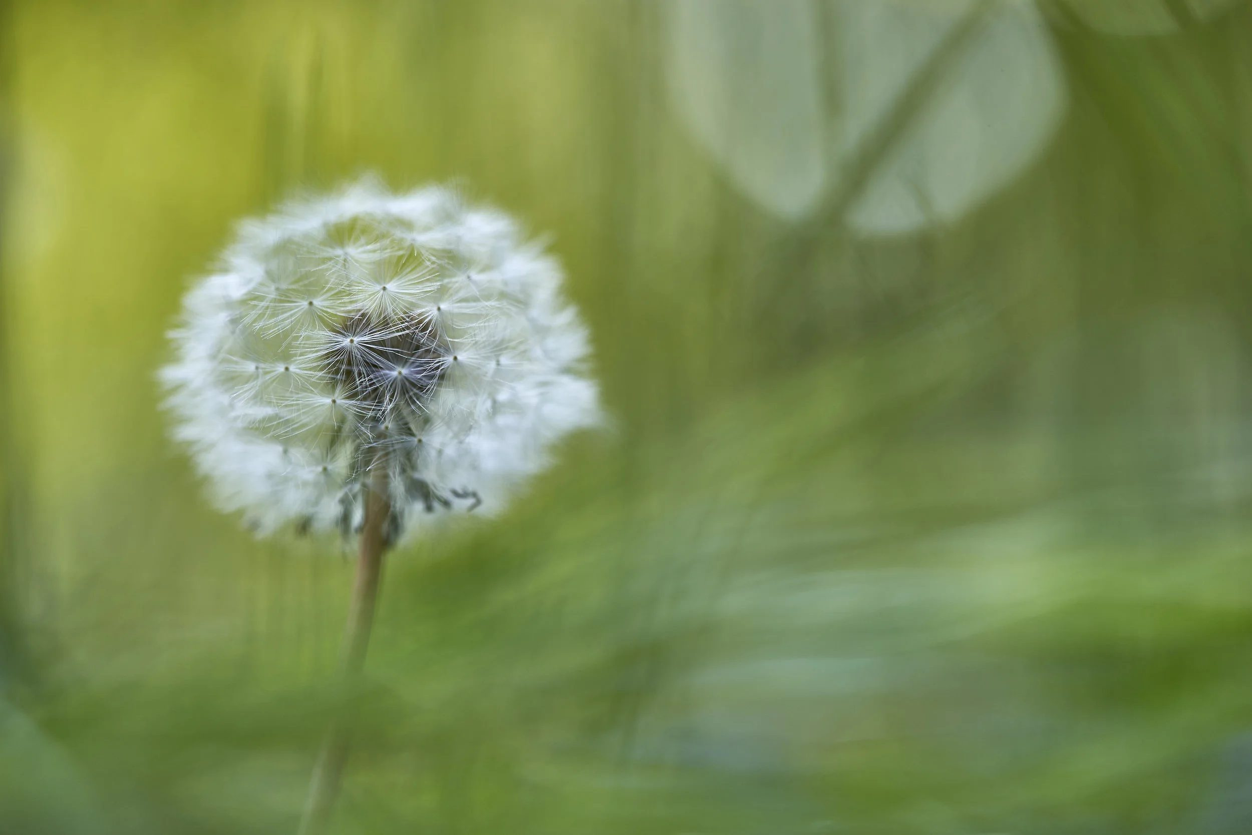The Wish