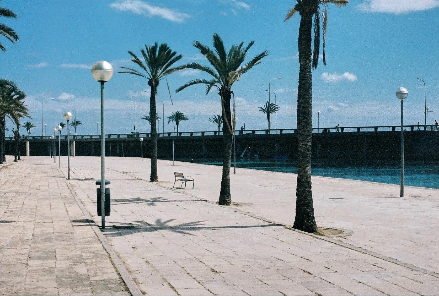 Palms of Palma Mallorca