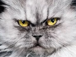 Come Play With Mew...