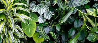 Tropical Forest Mask