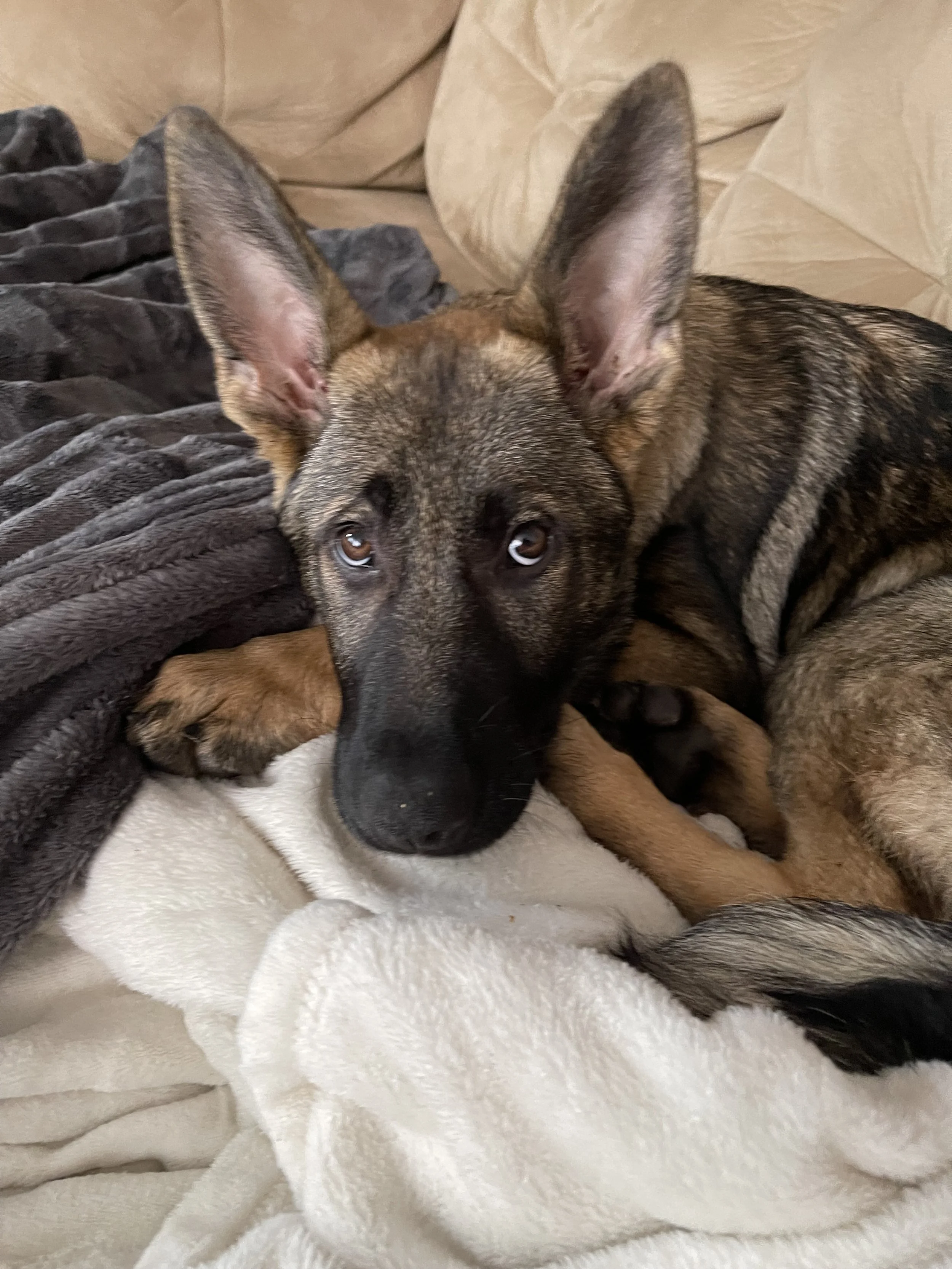 Intro: My World, Forever Freya