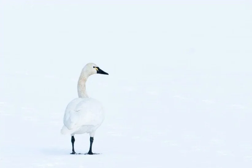 tundra-swan-in-a-whiteout-stroke-mia-mcpherson-7301.jpg