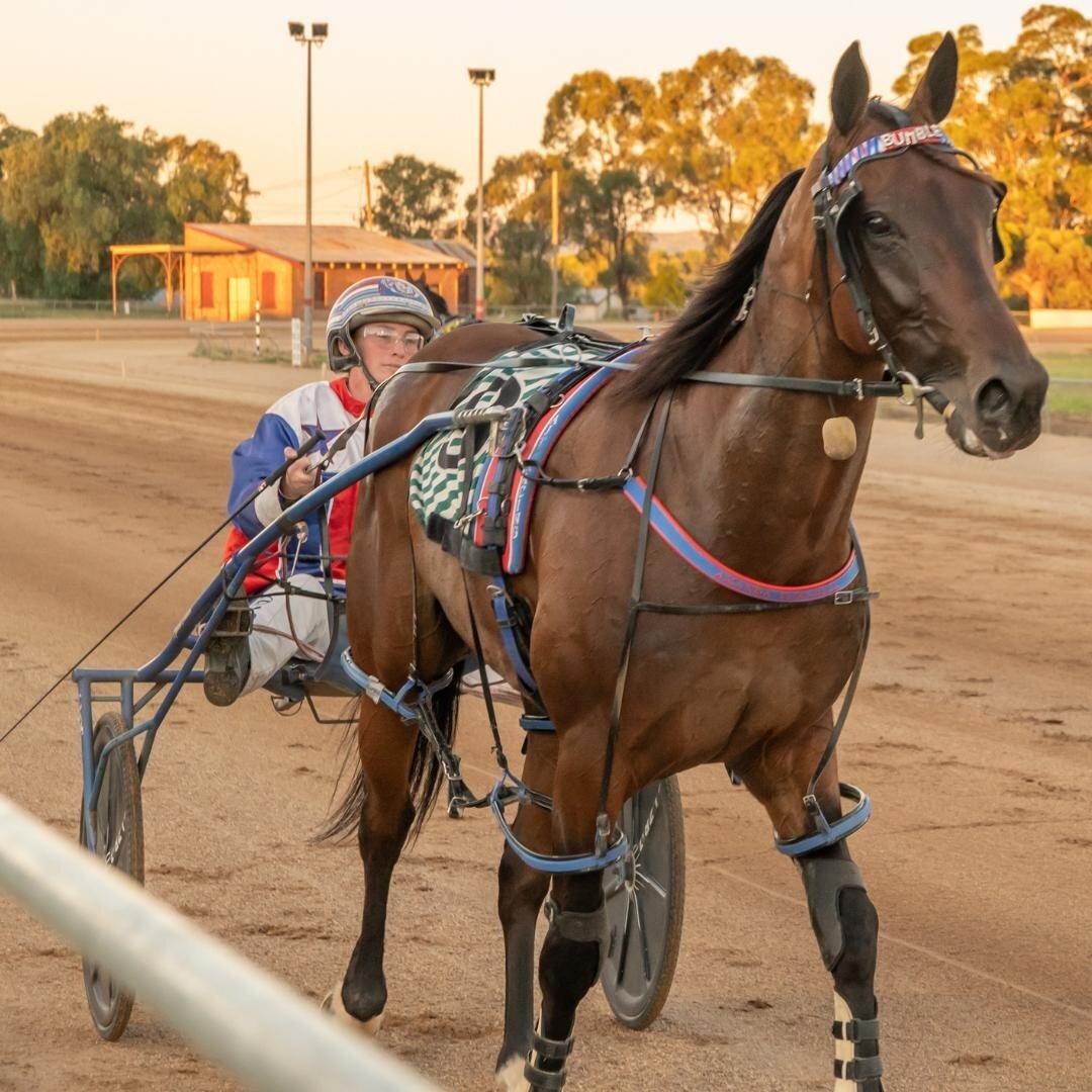 A fine example of how to present your horse to the races!
.
Leading NSW trainer/driver Amanda Turnbull and Lifeofbrian cut a splendid picture after winning at our Hot to Trot Carnival of Cups on 9 January 2021.
.
The horses coat is gleaming and clean