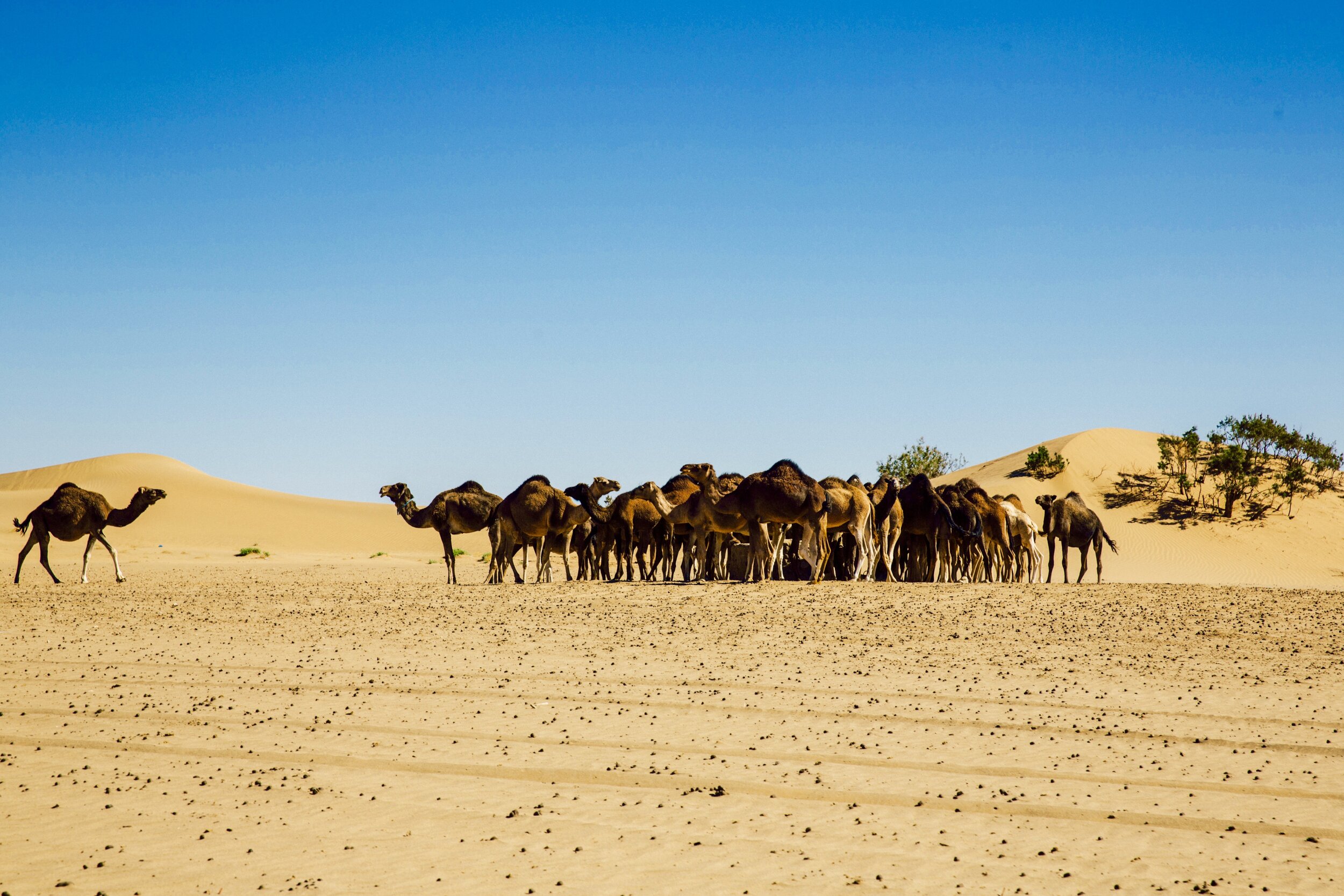 wellbeing-retreats-moroccocamp-adounia.jpg