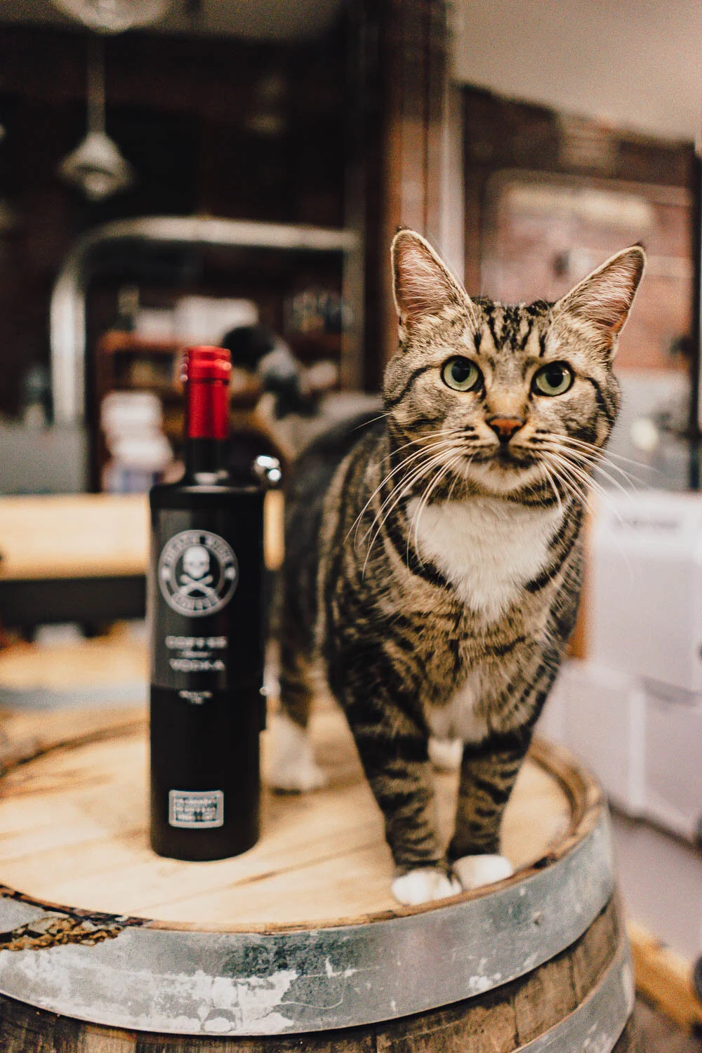 2018_12_05_kikivassilakis_adco_deathwishvodkaholiday_sm (4 of 11).jpeg