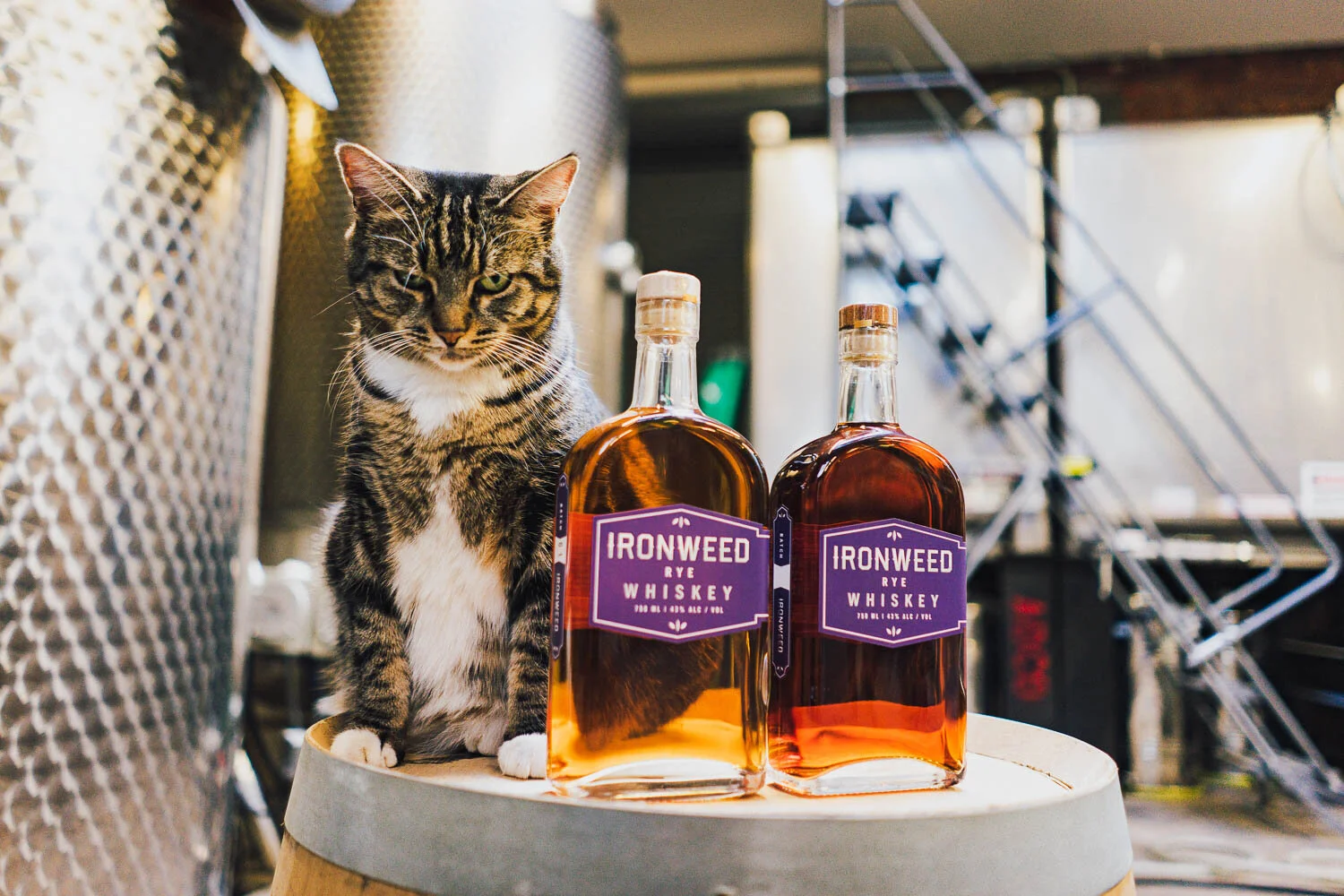 2018_11_29_kikivassilakis_adco_4yearrye_sm (38 of 45).jpeg