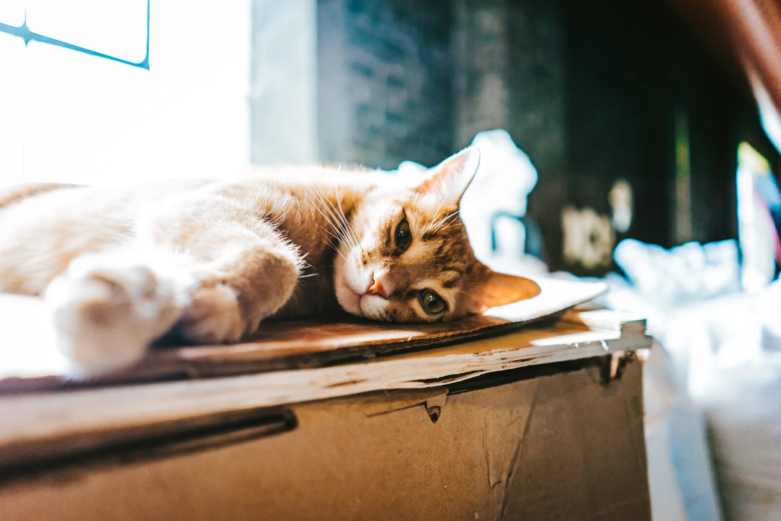 KikiVassilakis-Distillery&Cats-sm (7 of 40).jpeg