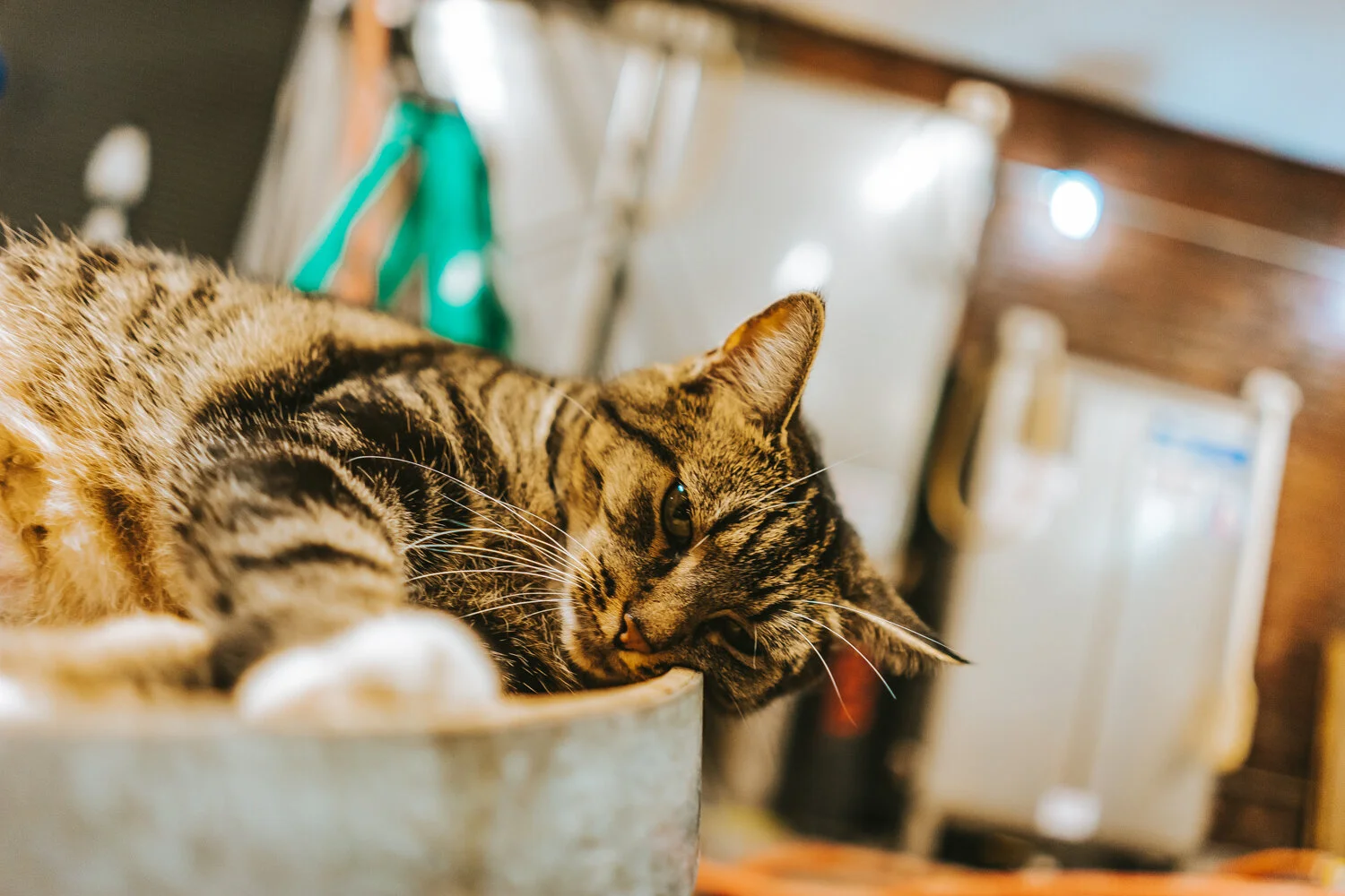 2019_11_05_kikivassilakis_weqxspecialedition_sm (38 of 40).jpeg