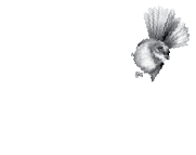 Coroglen Logo White.png
