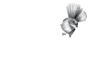 Coroglen Logo White.png