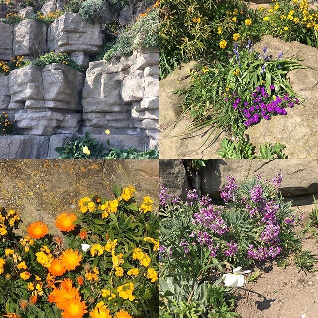 Spring flowers at our beautiful Winterstoke Gardens, here in Ramsgate.  Wishing everyone on the planet good health and happiness.  Loads of love.  Stay well, everyone. Xxxx