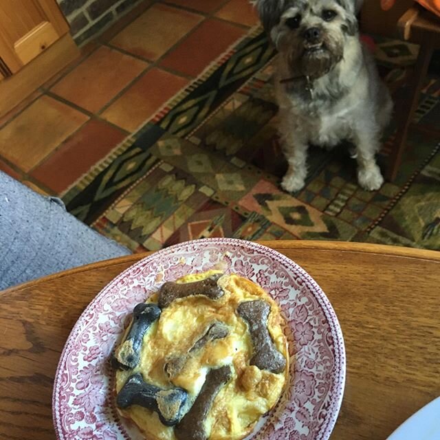 Wez, desperate for a slice of His Easter dog biscuit Tortilla.  He has to wait.  Delayed gratification.  Happy Easter to all. Xxxx