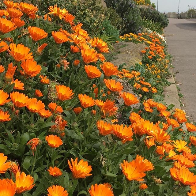 Glorious colour at the Winterstoke Gardens, this morning!