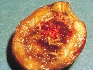 apricot fruit fly.jpg
