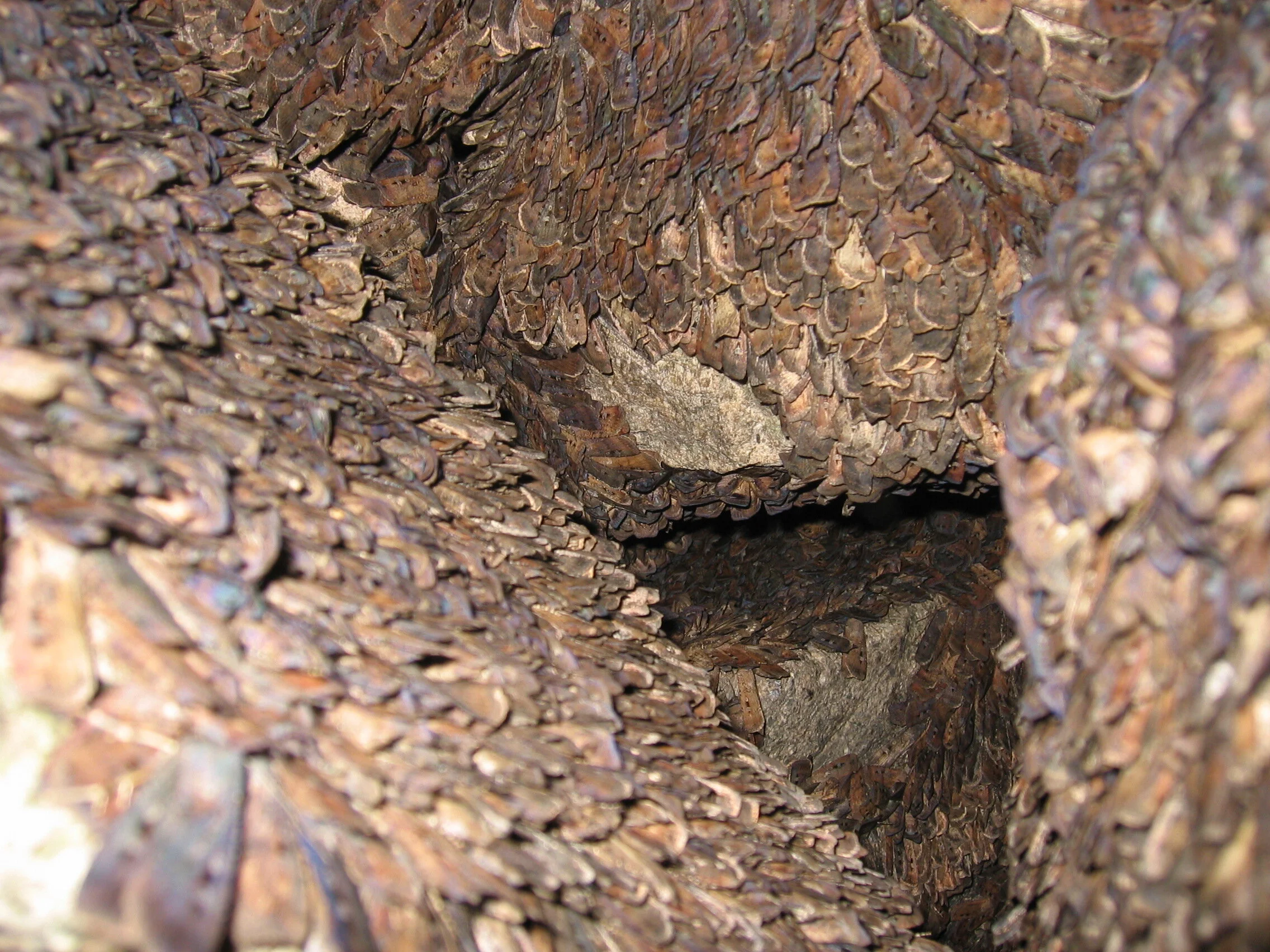 A.infusa 8.JPG