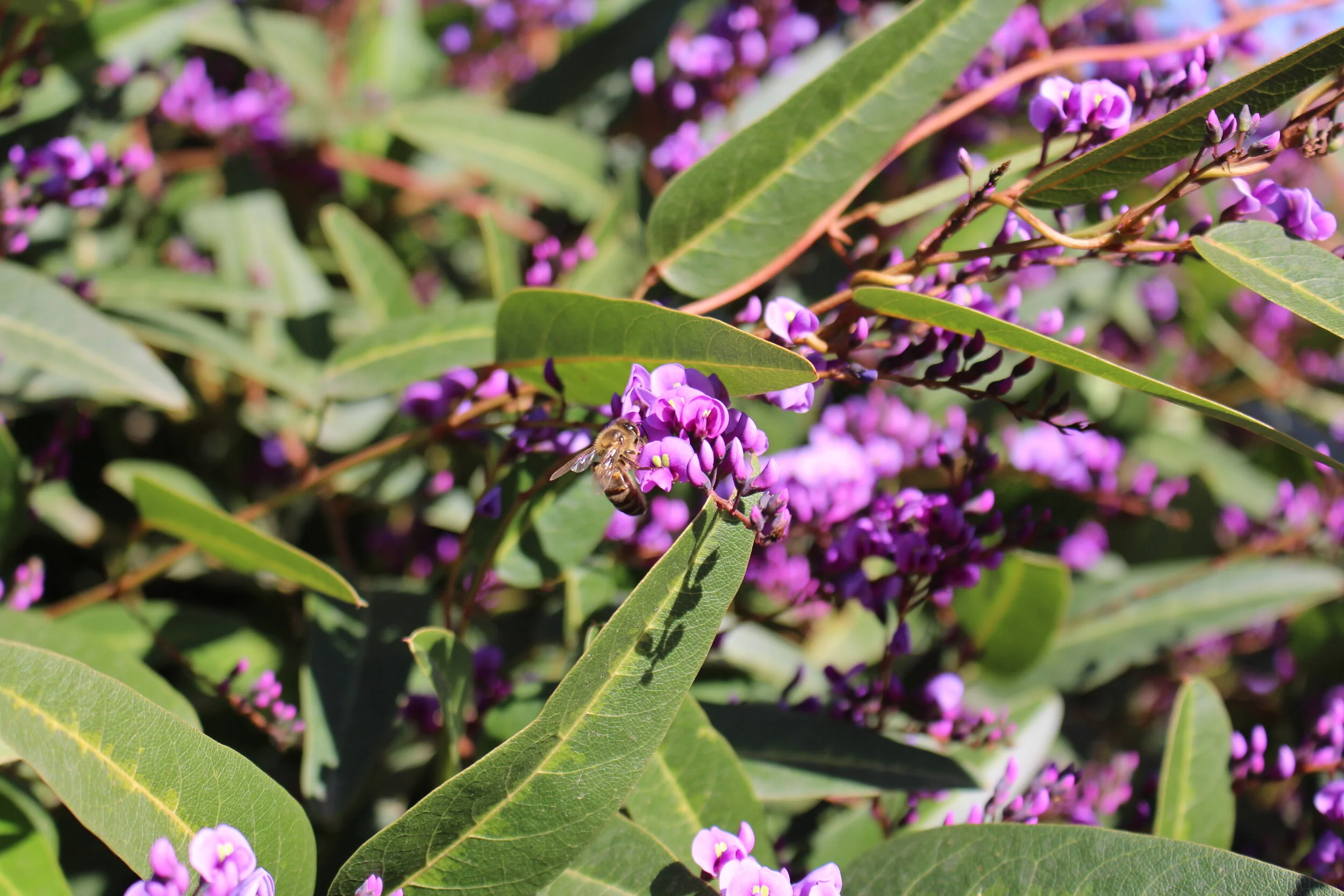 bee hardenbergia 8 2020.JPG
