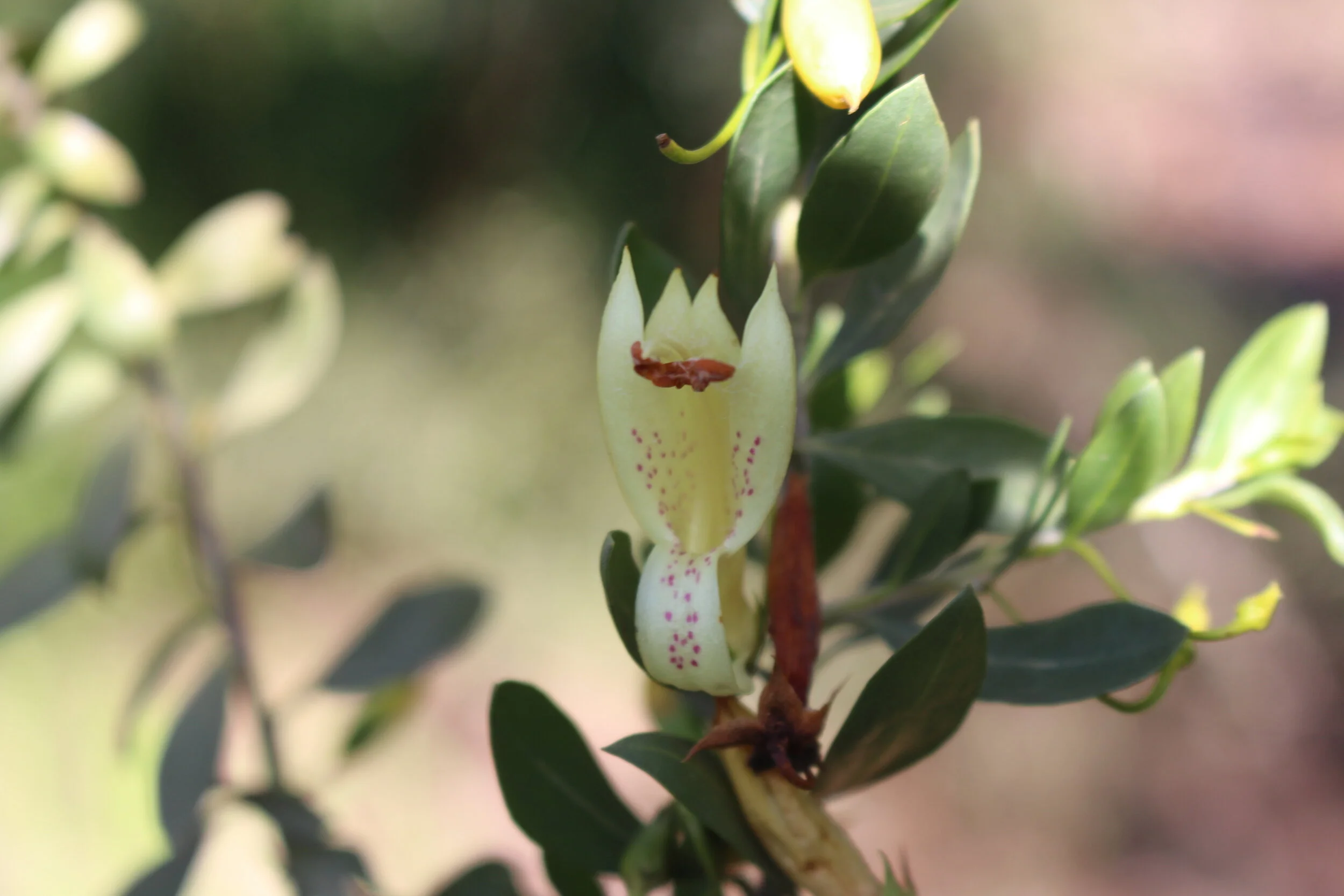 eromopila flower 8 2020.JPG