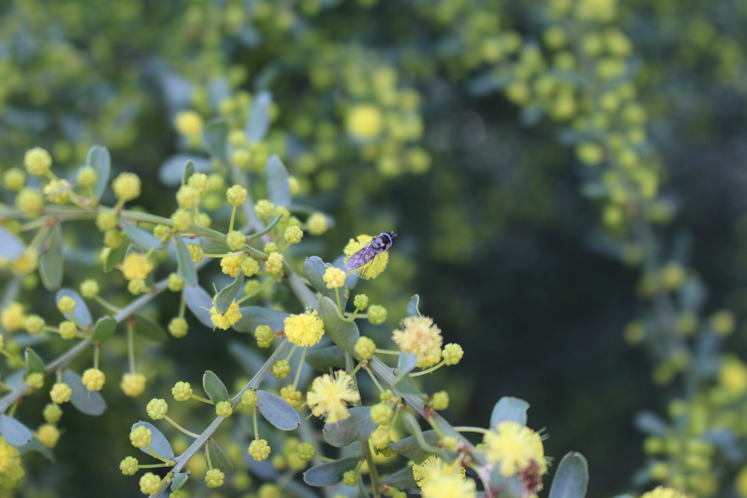 hover fly goldust wattle 8 2020.JPG