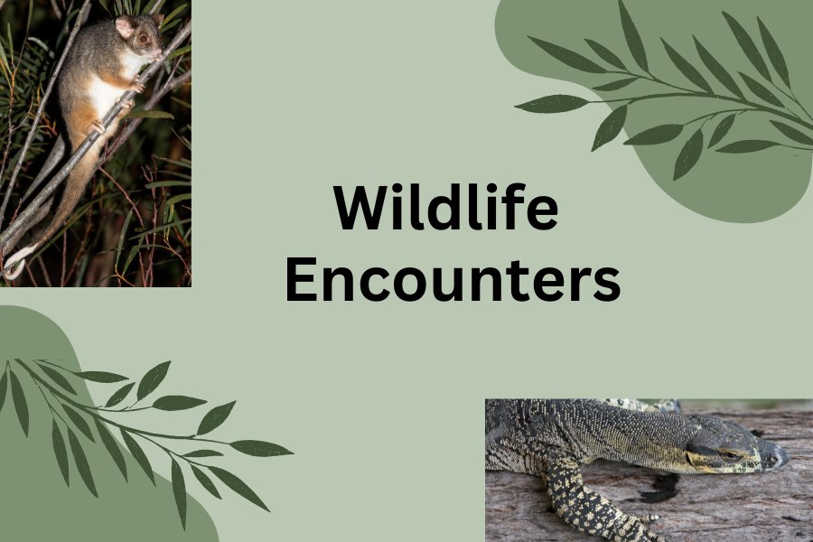 Wildlife Encounters