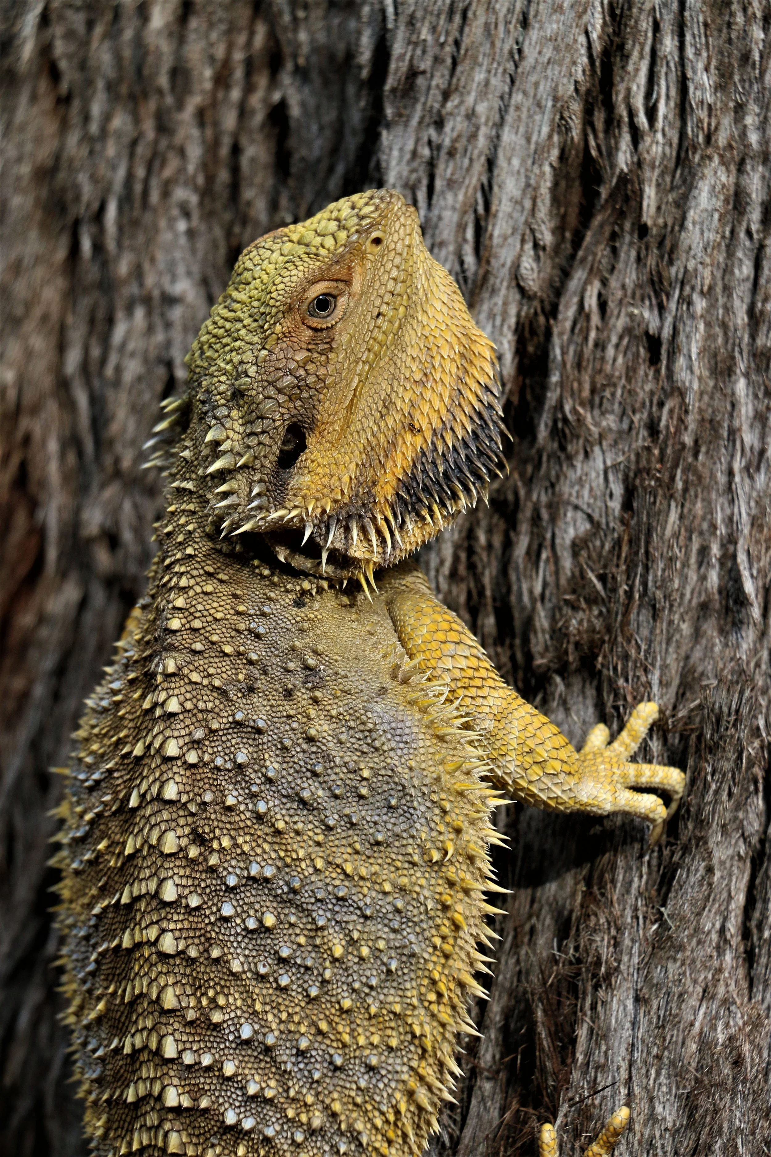 2022 feb Bearded Dragon (3).JPG