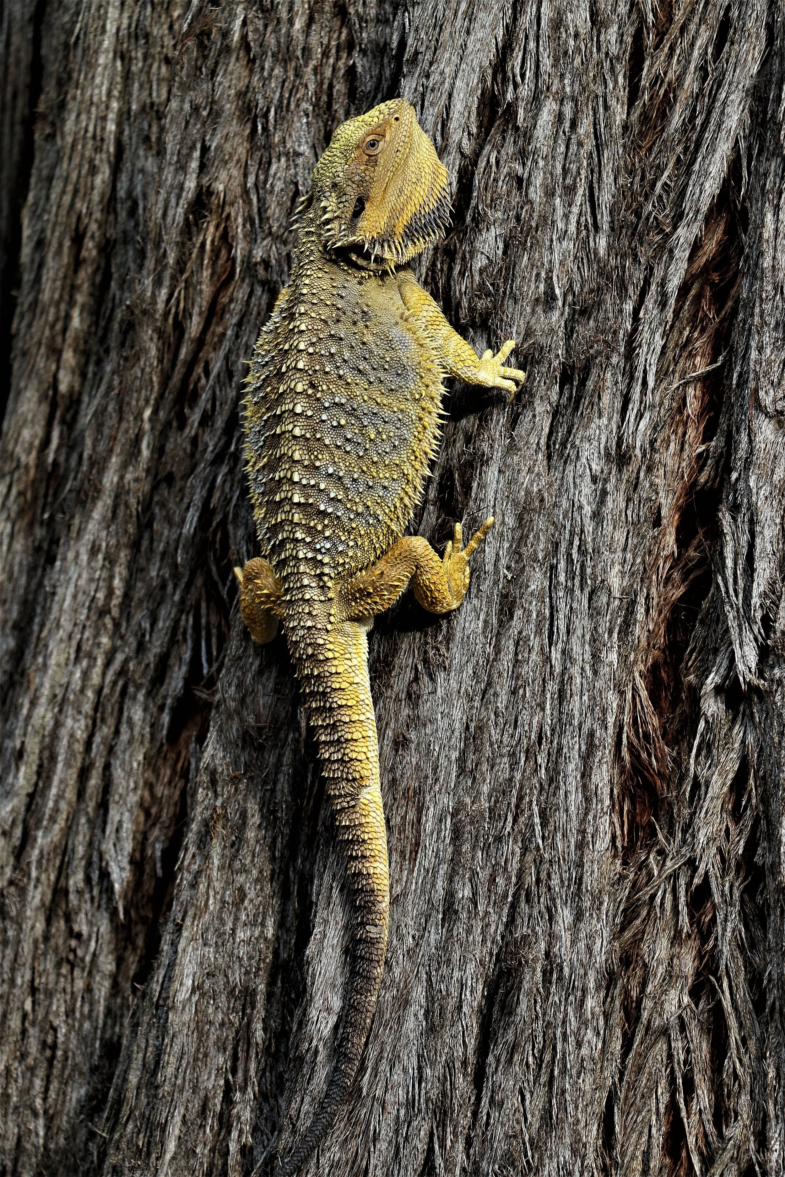 2022 feb Bearded Dragon (2).JPG