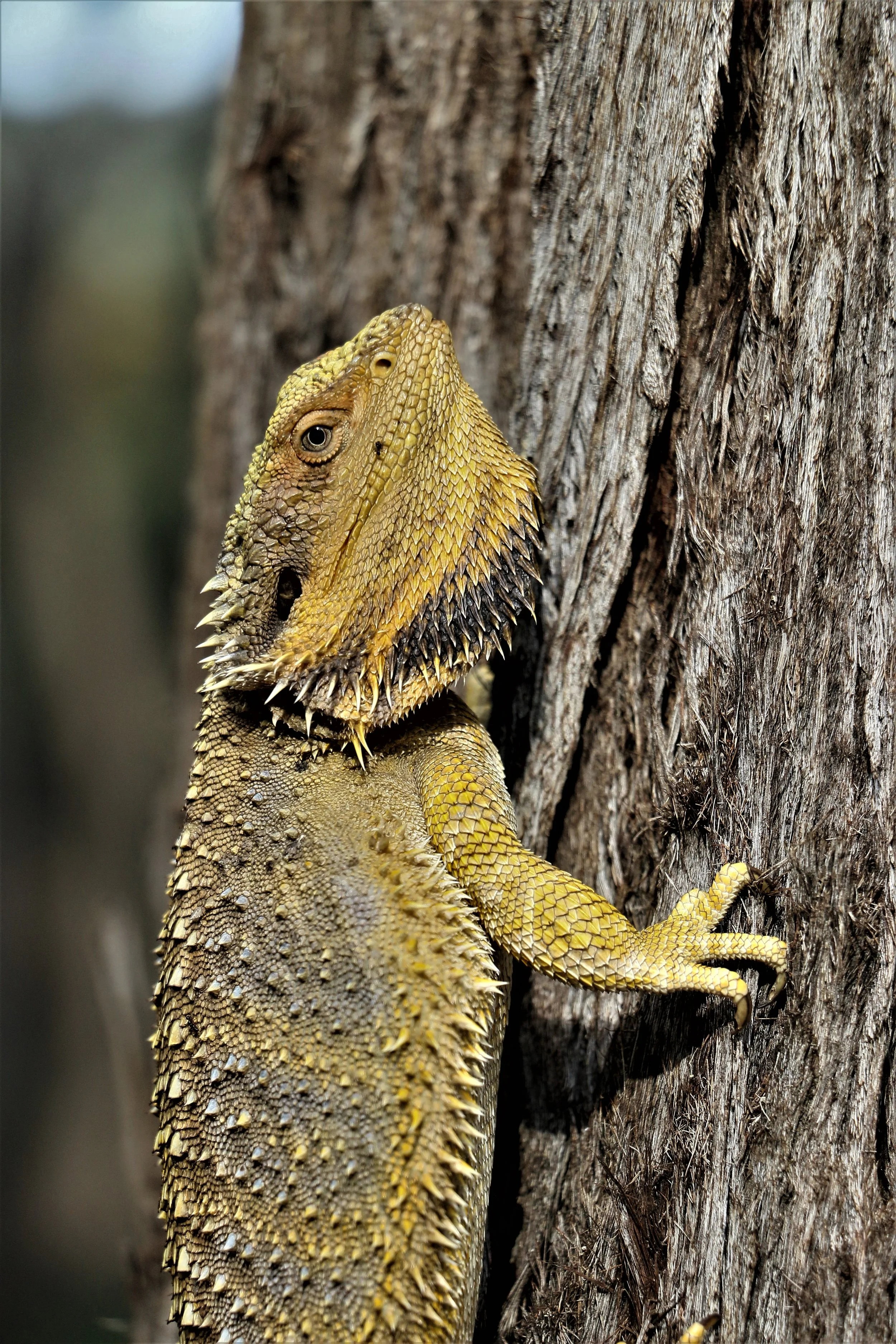 2022 feb Bearded Dragon (4).JPG