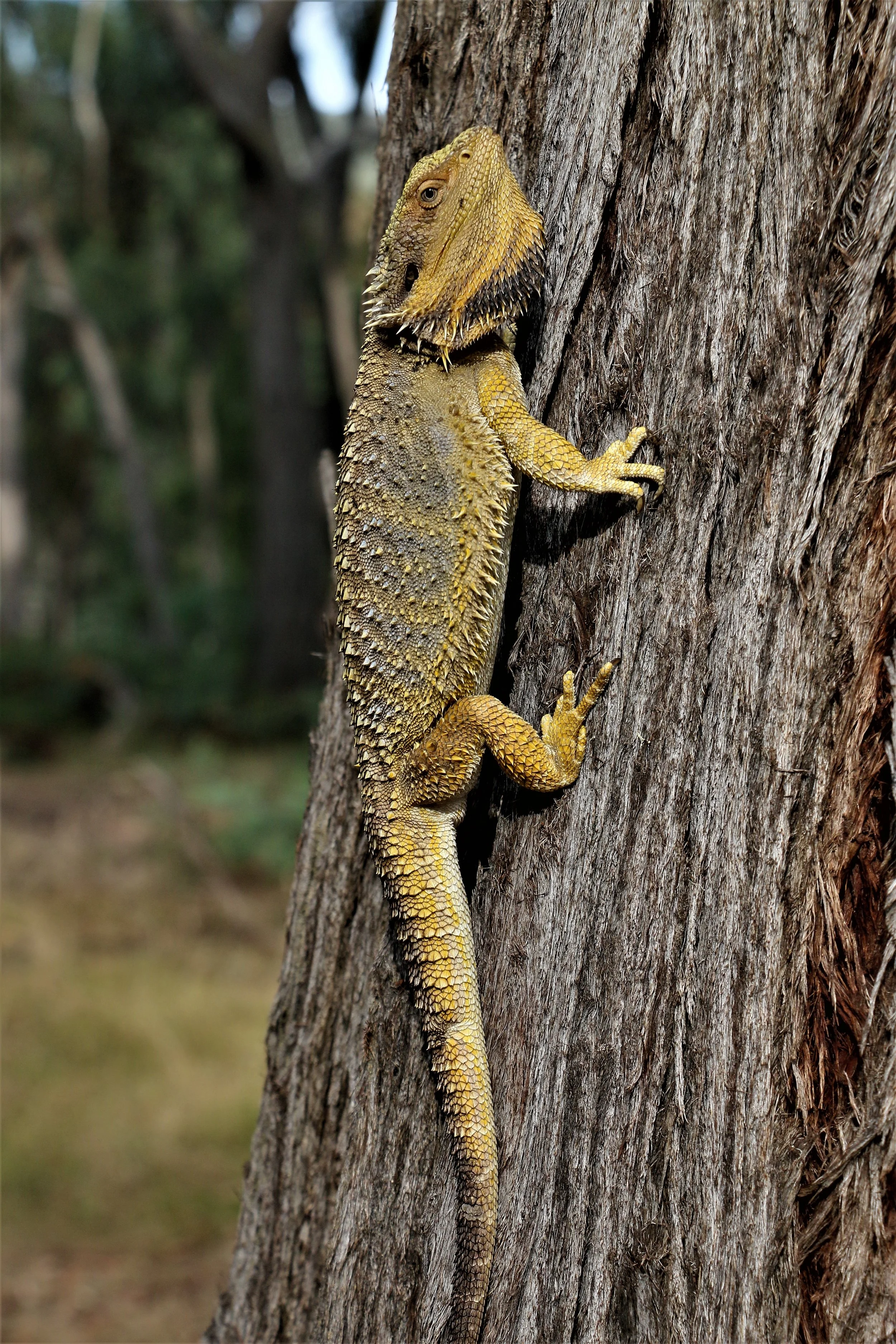 2022 feb Bearded Dragon (5).JPG