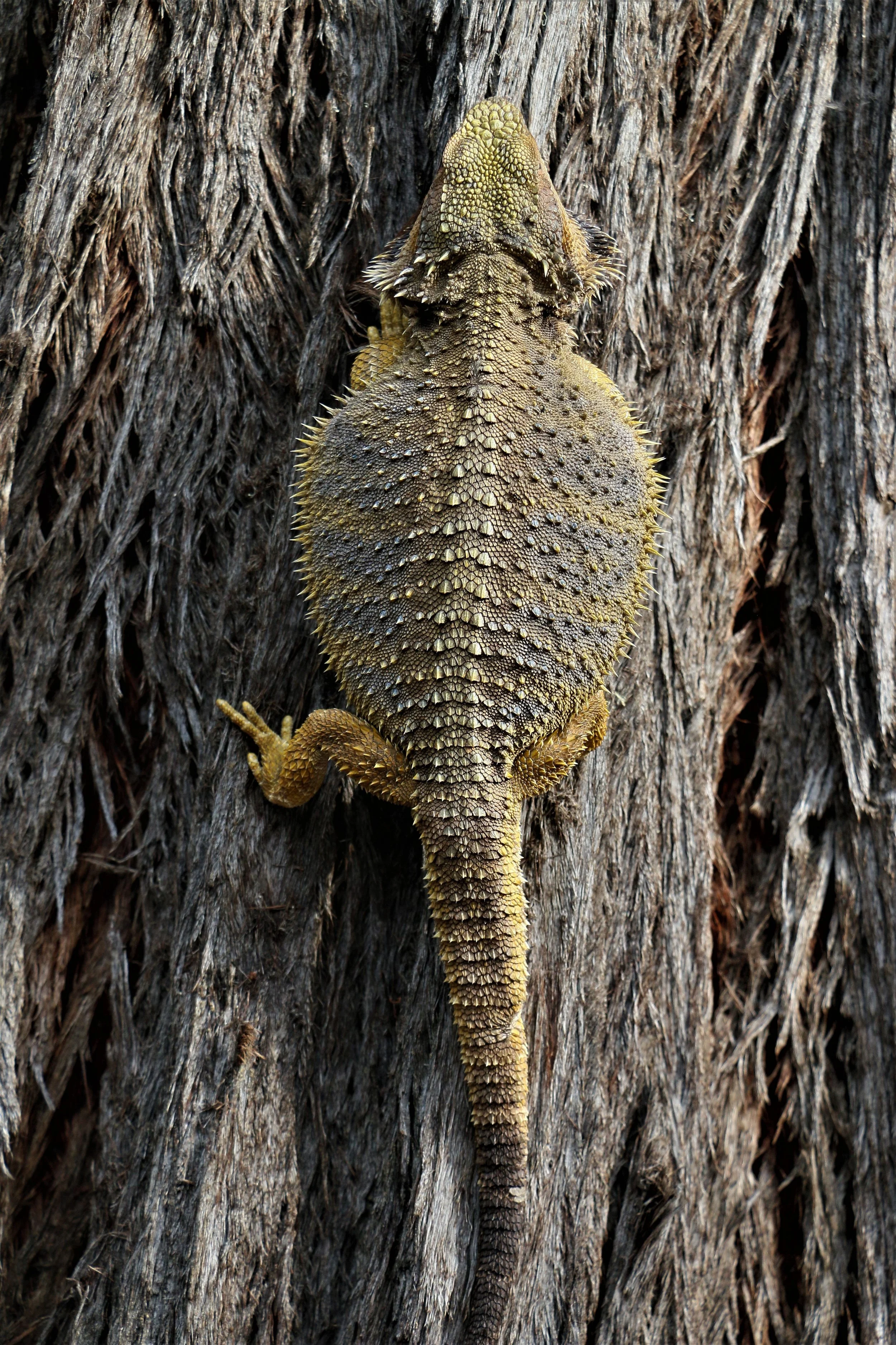 2022 feb Bearded Dragon (7).JPG