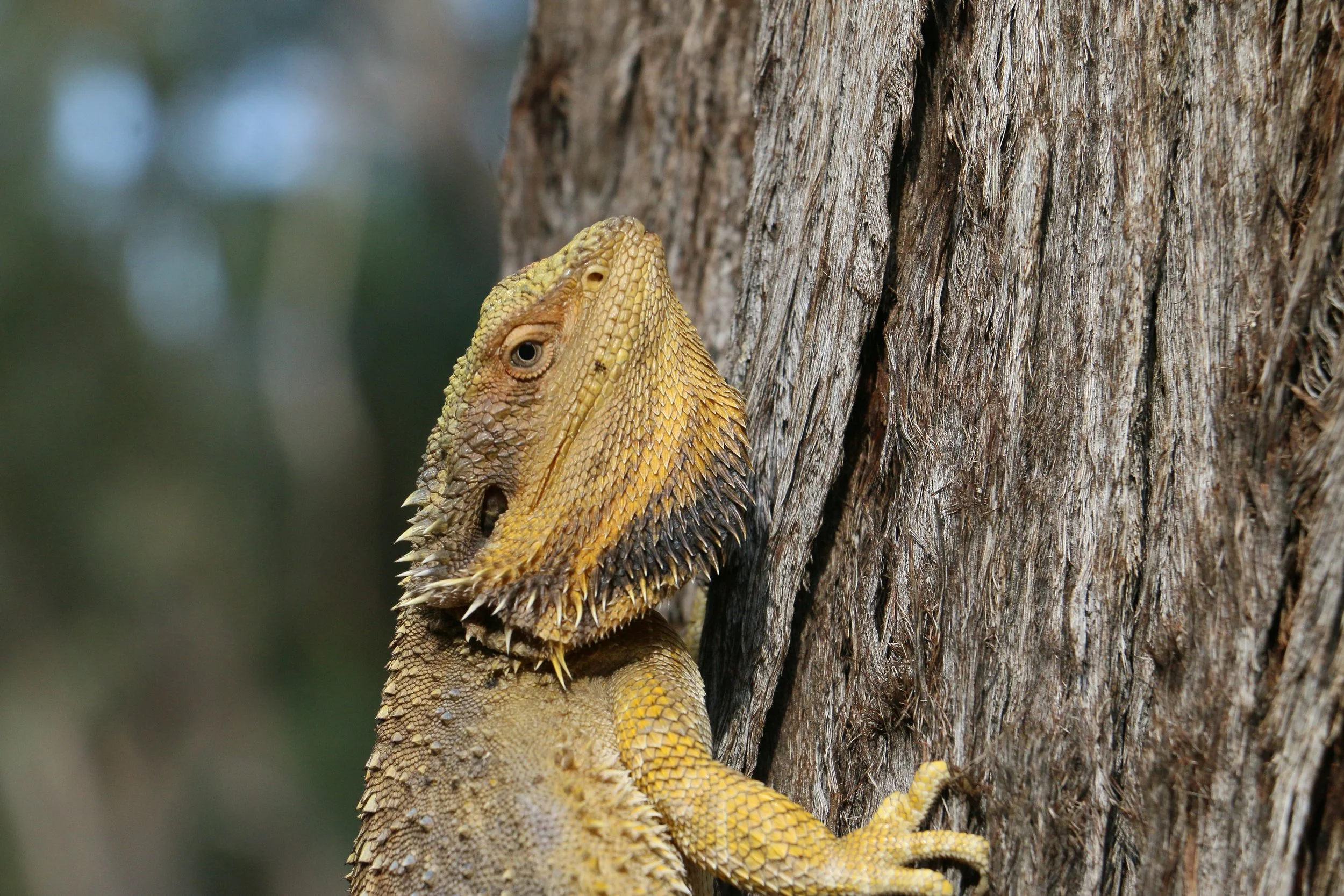 2022 feb Bearded Dragon (6).JPG