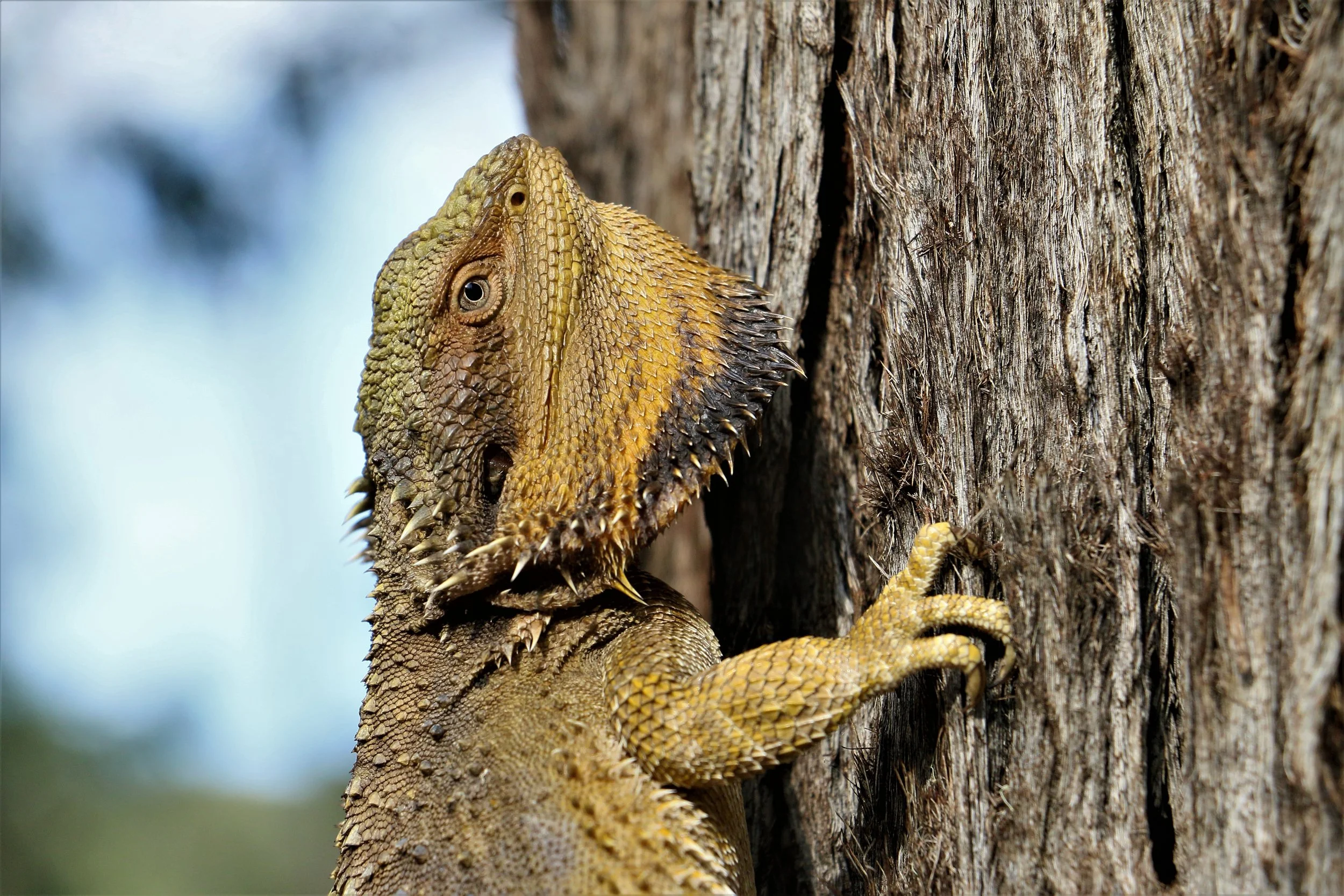 2022 feb Bearded Dragon (8).JPG