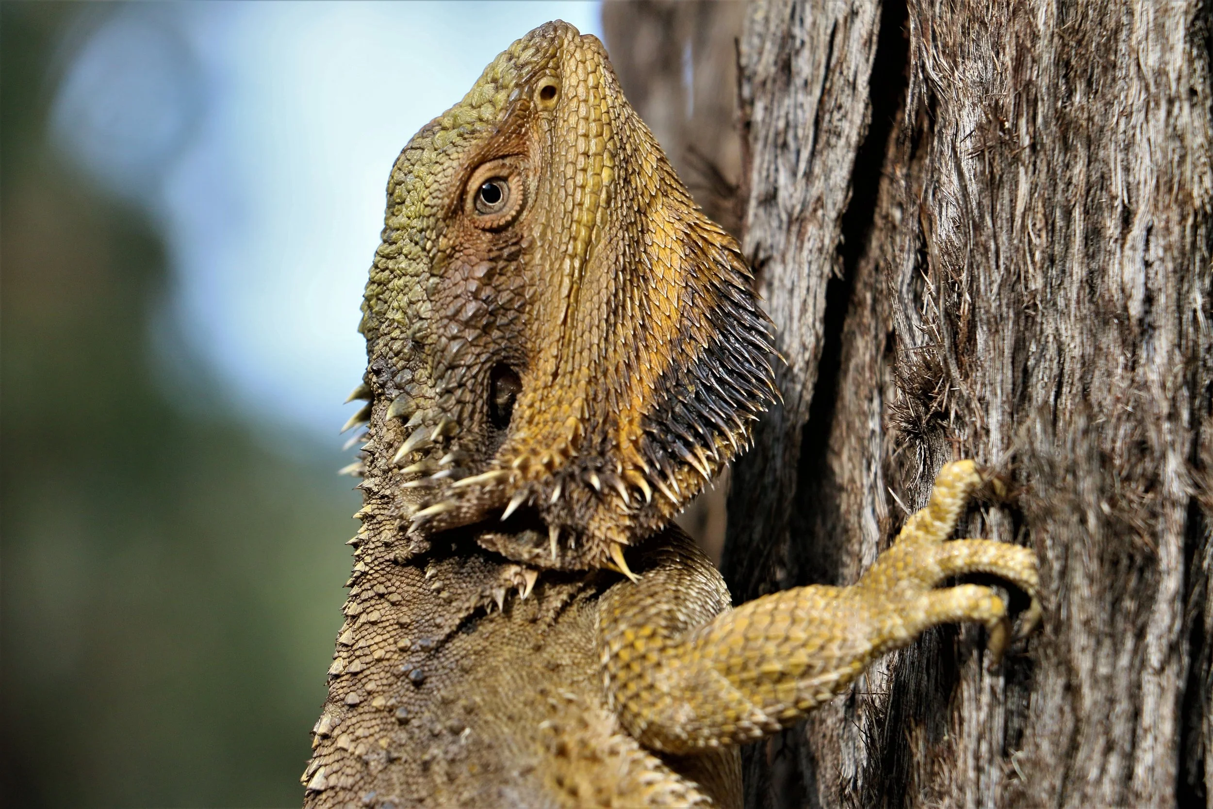 2022 feb Bearded Dragon (9).JPG