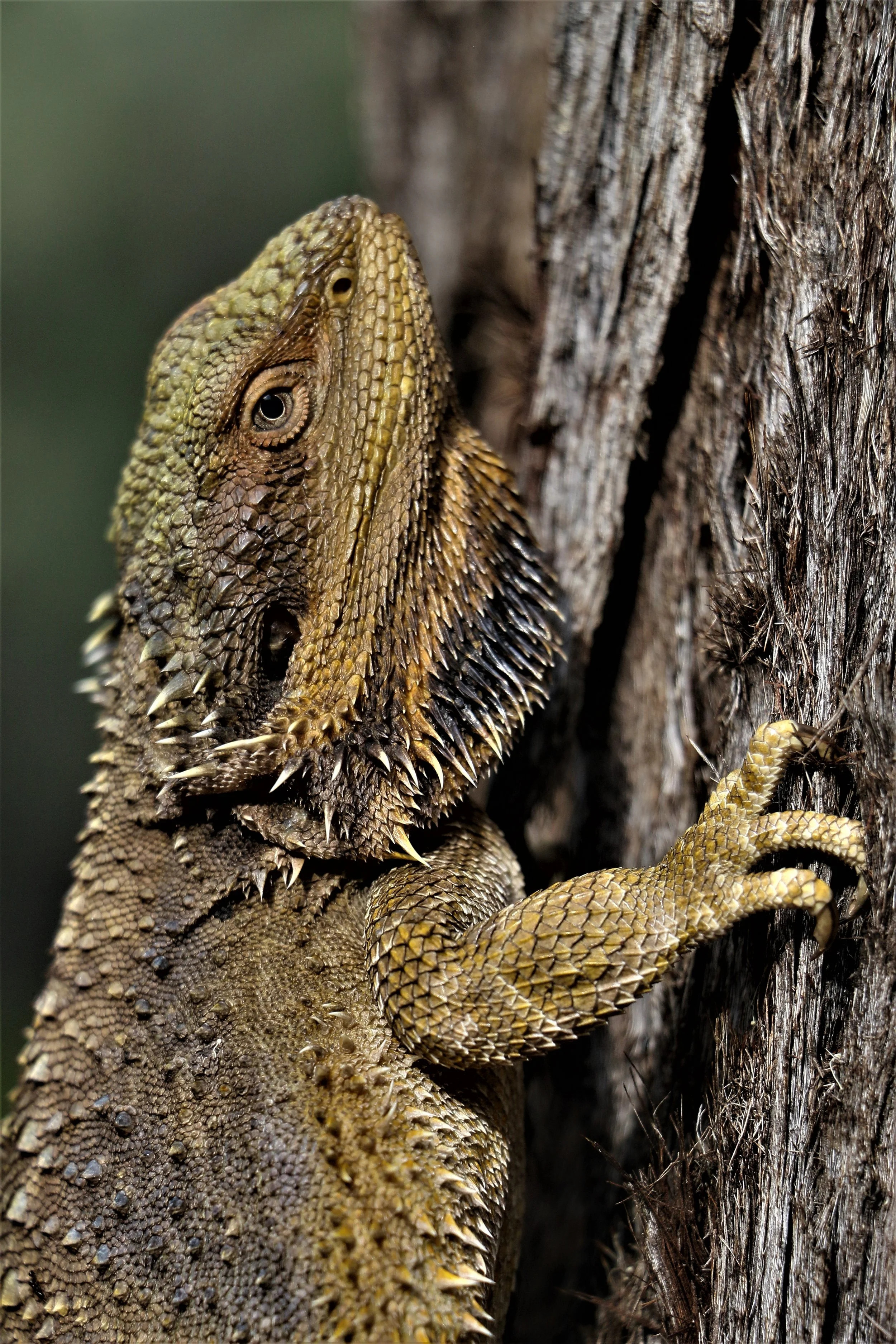 2022 feb Bearded Dragon (10).JPG