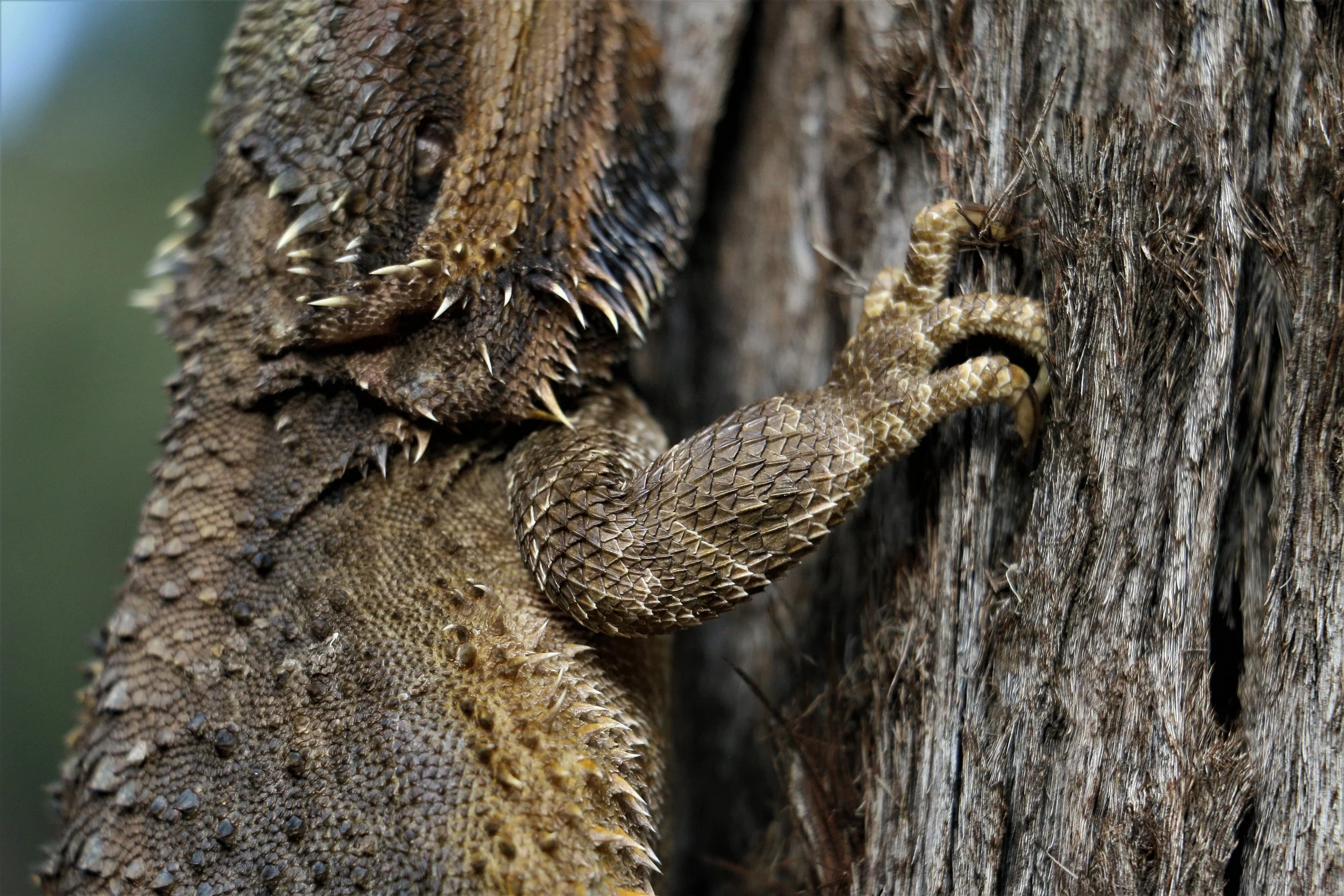 2022 feb Bearded Dragon (11).JPG