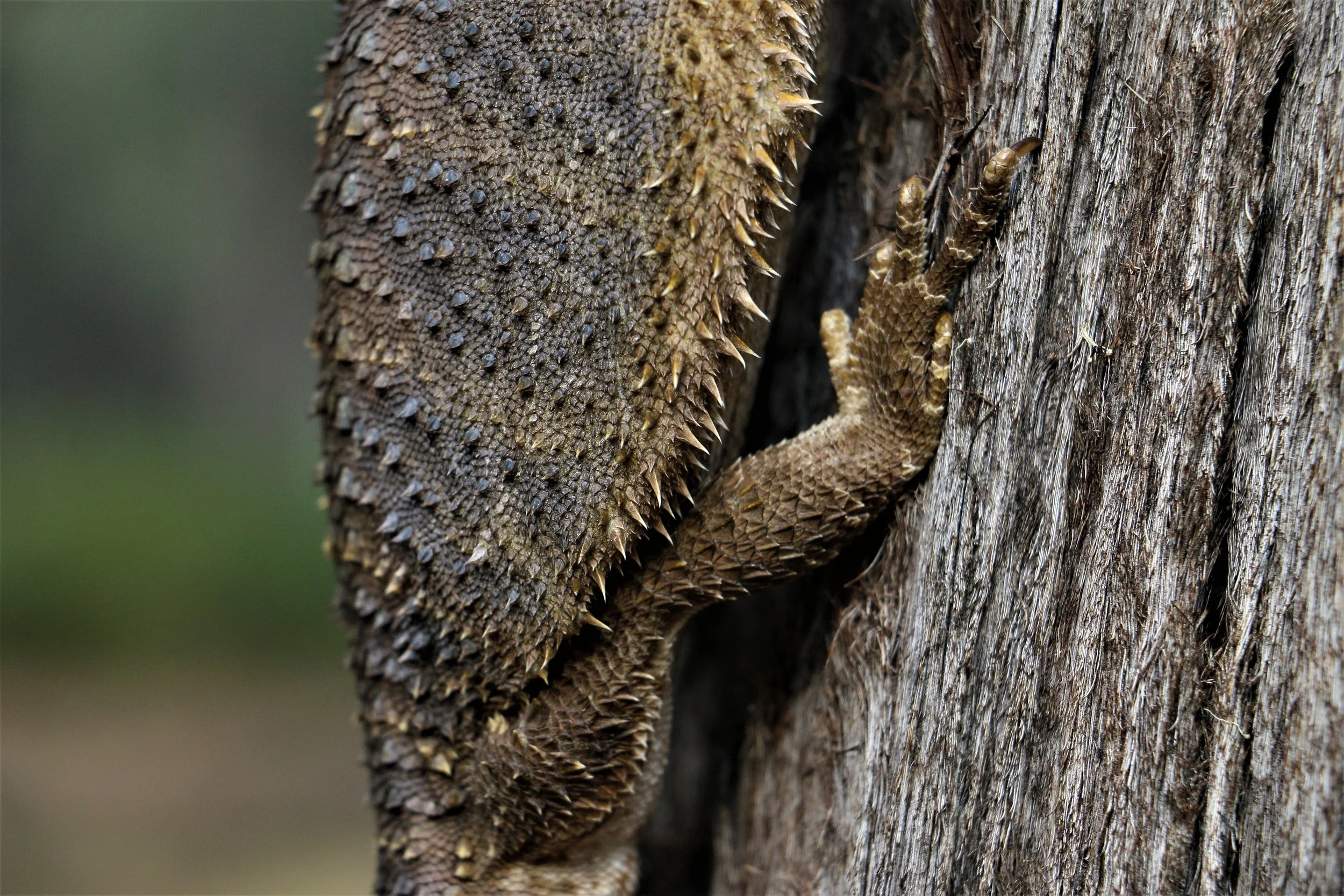 2022 feb Bearded Dragon (12).JPG