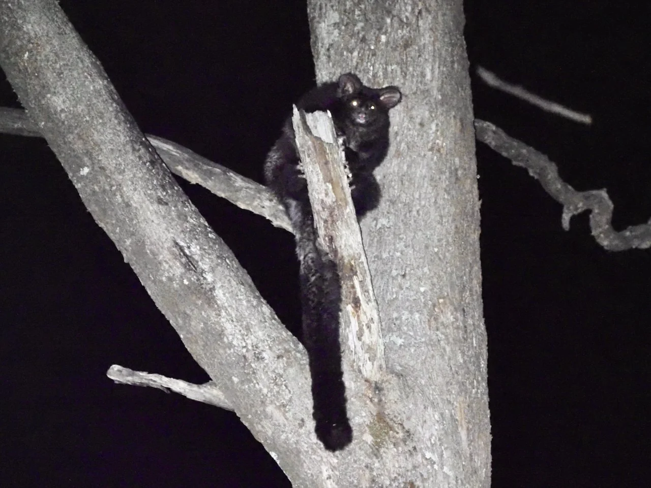Nocturnal Neighbours - Hollow Bearing Fauna