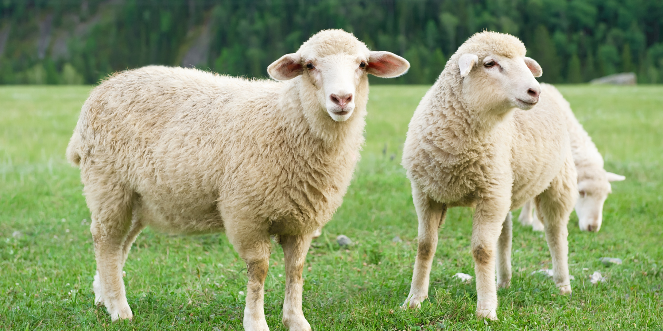 Feeding Livestock in Dry Times