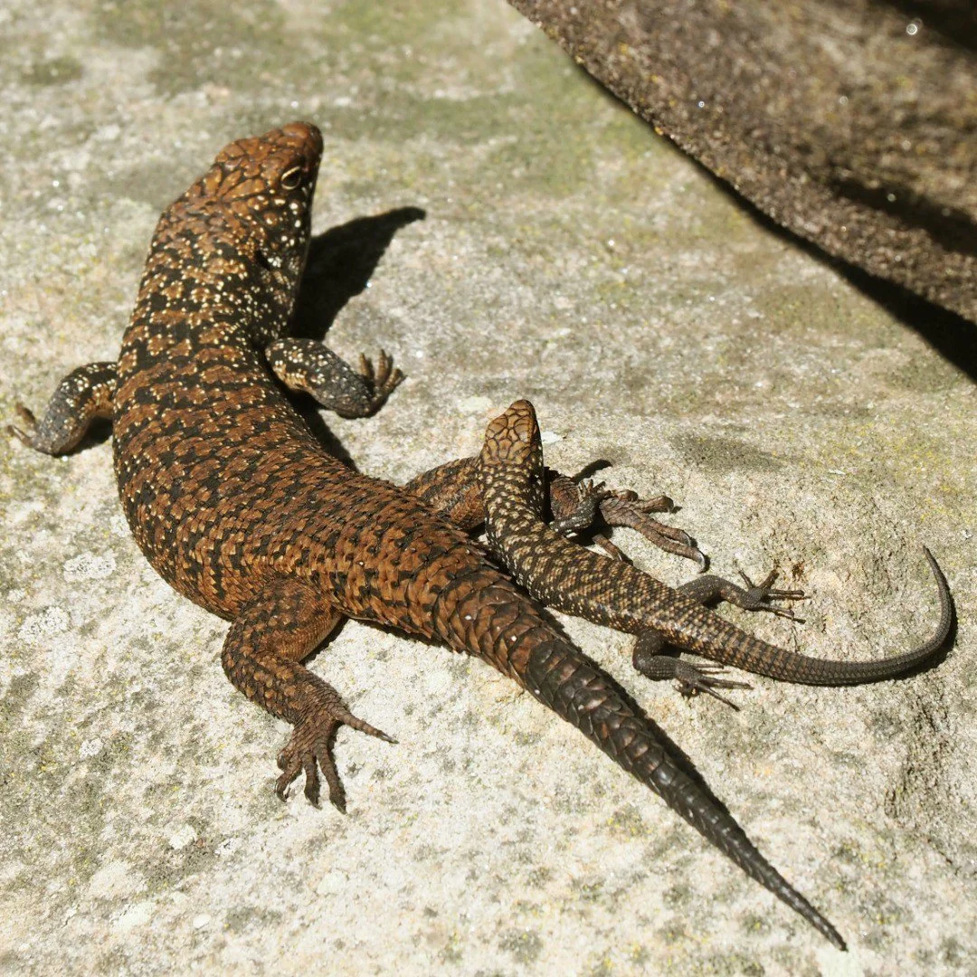 Cunninghams_skink_WEQ17670.1b82cbf.width-1200.9b1fa49.jpg