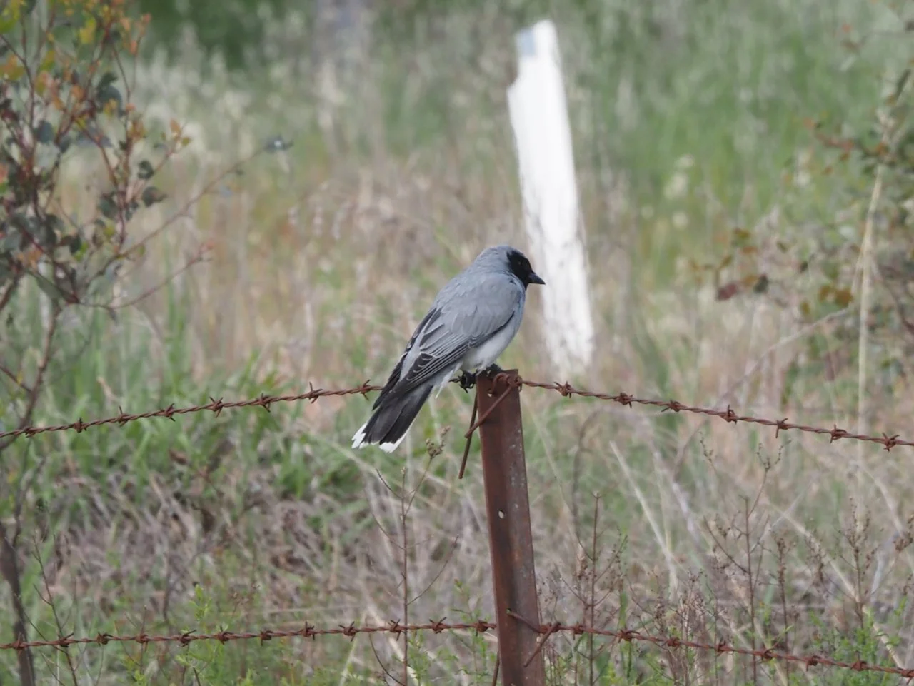 Black-faced Cuckoo-shrike PB090007.jpeg
