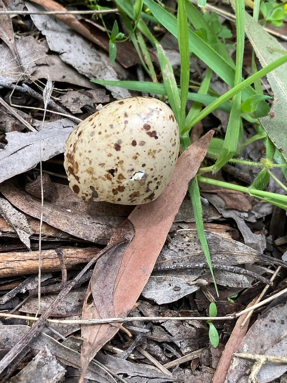 Australian Magpie eggshell IMG_2437.jpeg