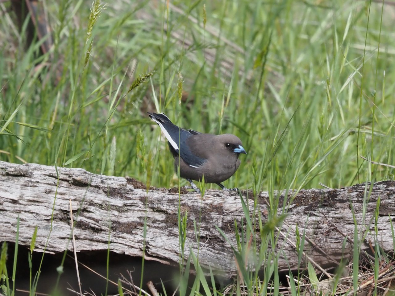Dusky Woodwallow PB090009.jpeg