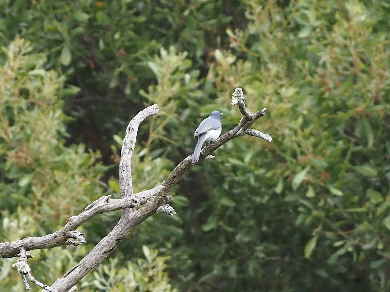 LeadenSatin Flycatcher PB090011.jpeg
