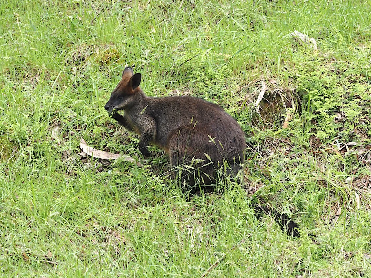 Swamp WallabyPB090022.jpeg