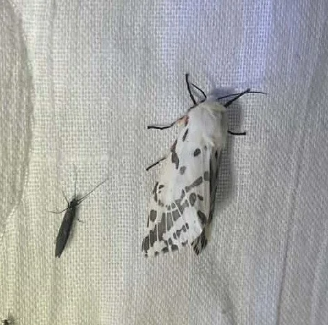 light ermine moths.jpg