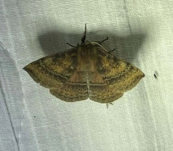 replete anthelid.jpg