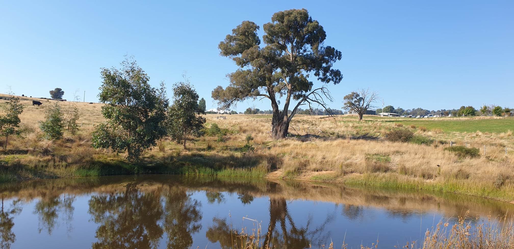Revegetation Incentive Program