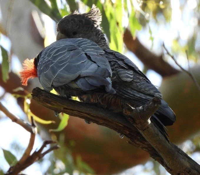 Bird photo.jpg