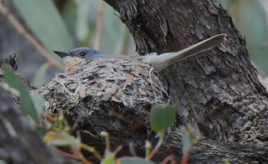 Bird 2.jpg