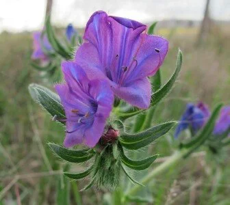 Mansfield Shire Paterson’s Curse Initiative