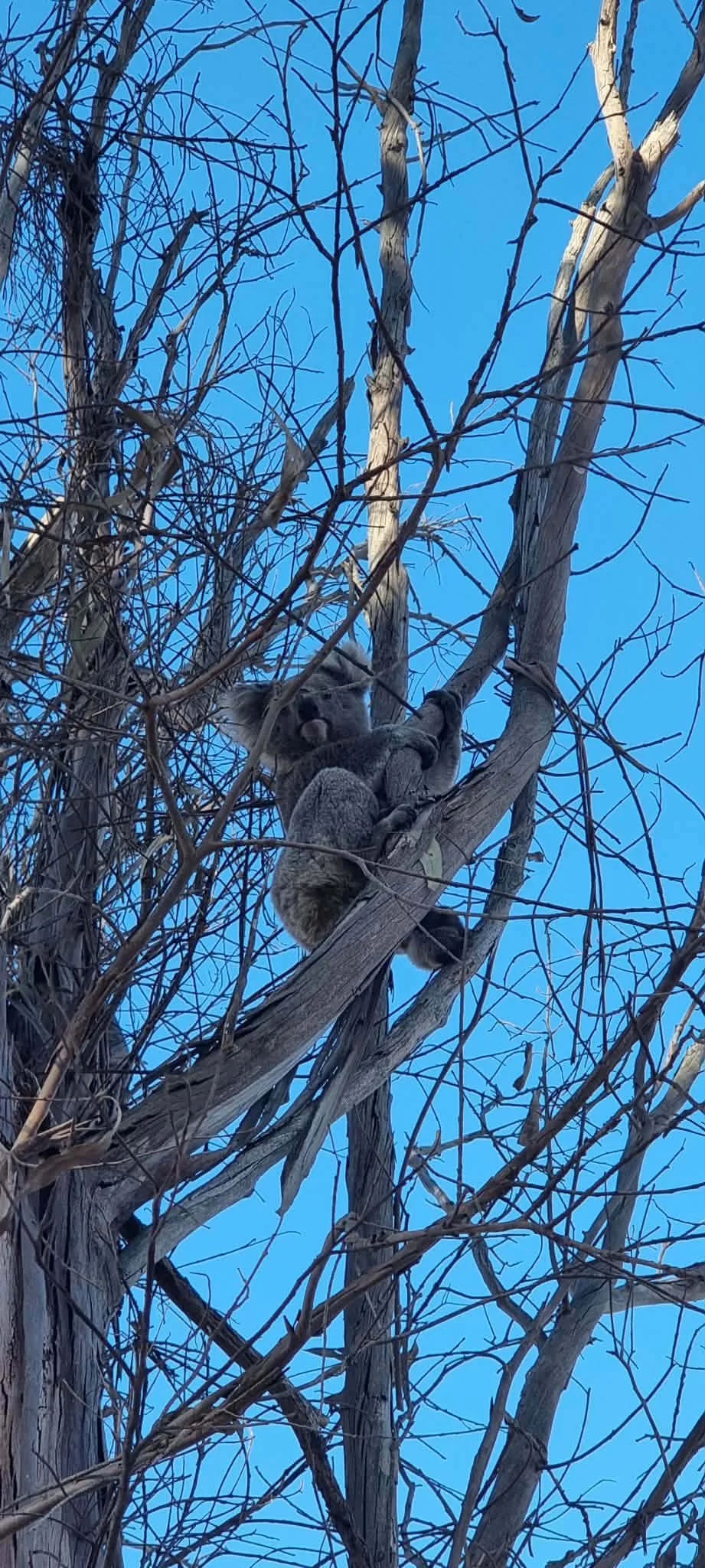jess parents property alex fires 2026 koala.jpg
